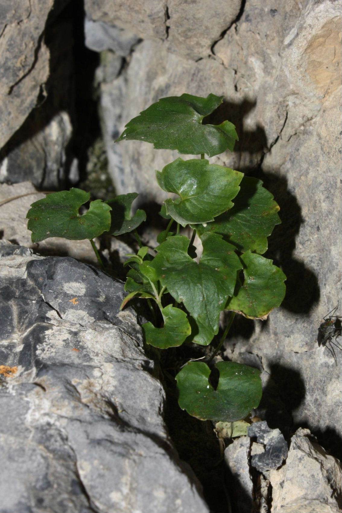 Phyteuma charmelii / Raponzolo di Charmeil